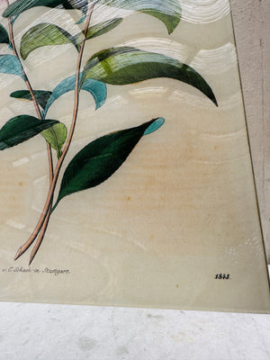 Stuttgart Flower (p258) Tray