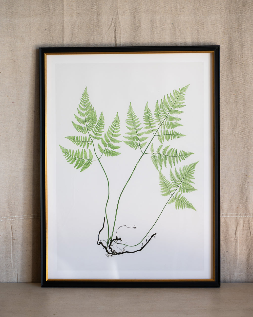 English Ferns -1006