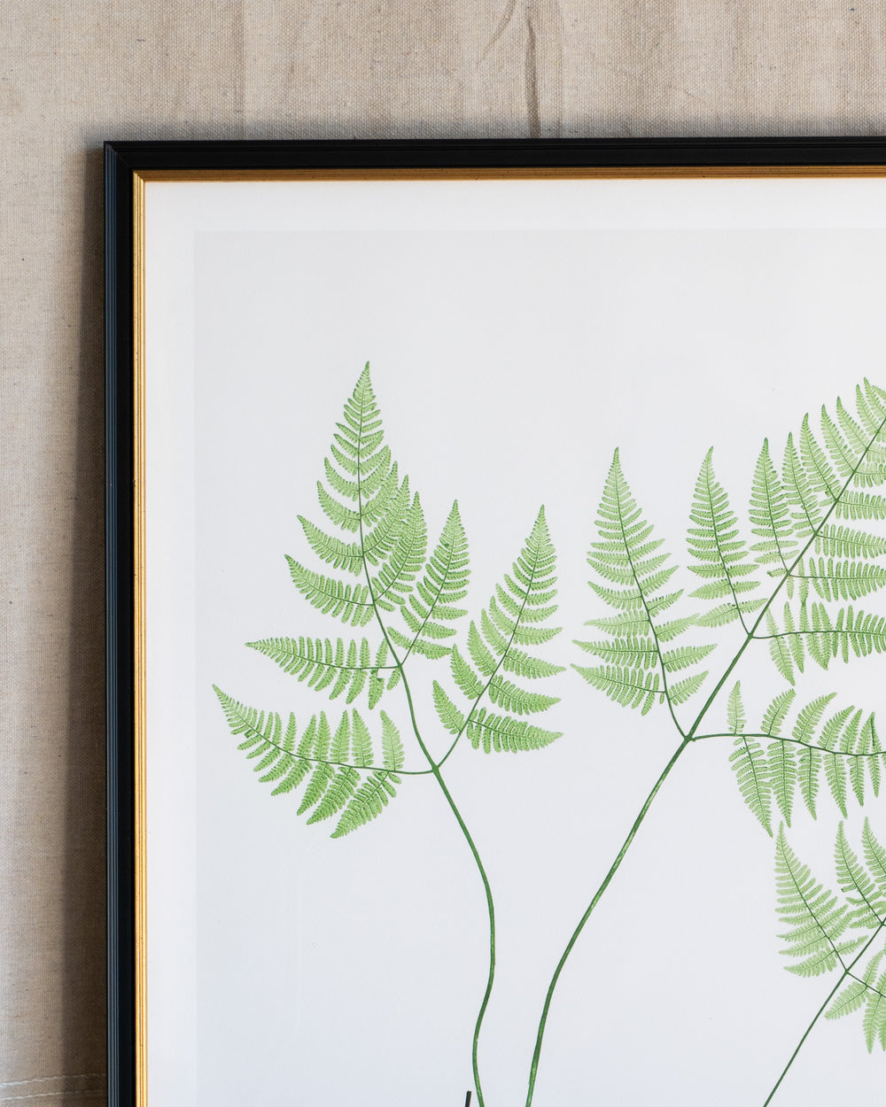 English Ferns -1006