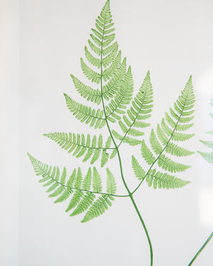 English Ferns -1006