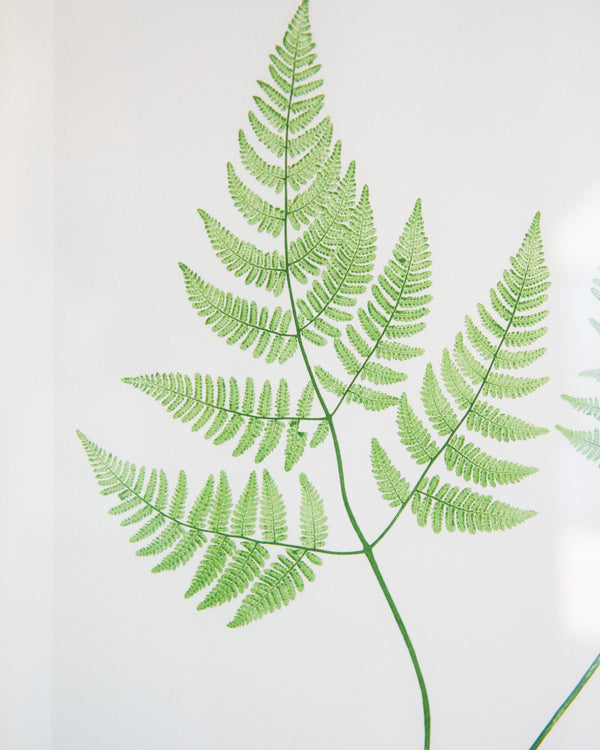English Ferns -1006
