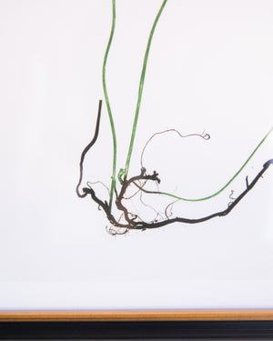 English Ferns -1006