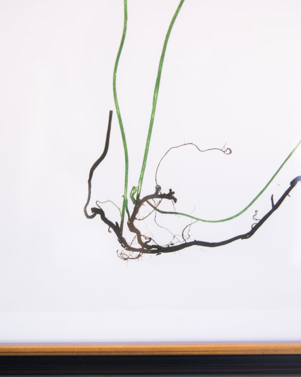 English Ferns -1006