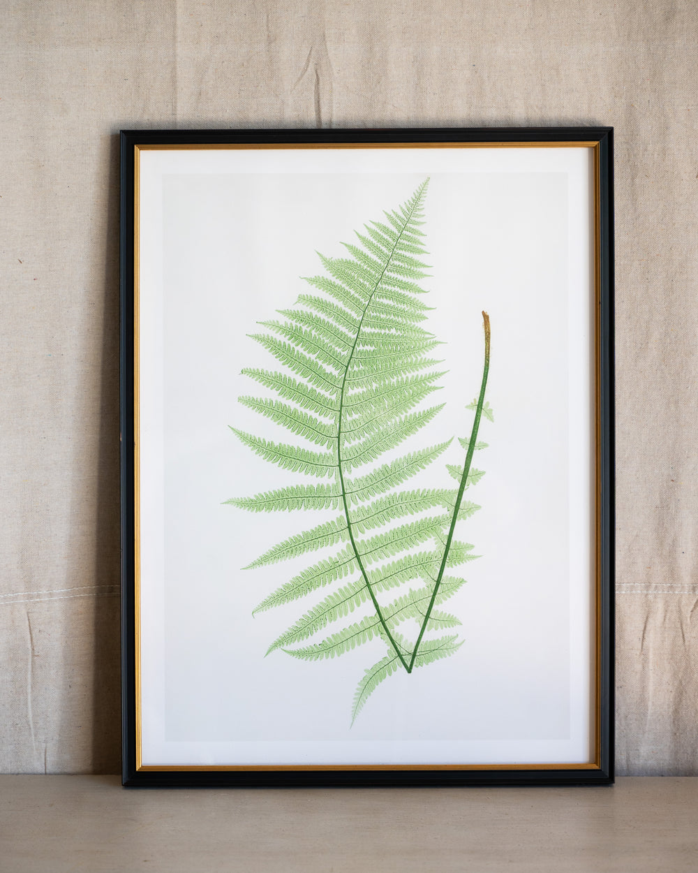 English Ferns -1028