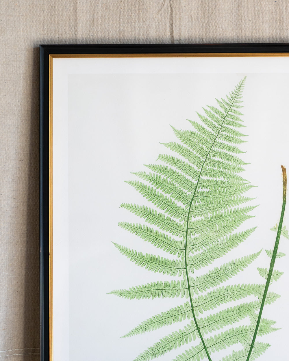 English Ferns -1028