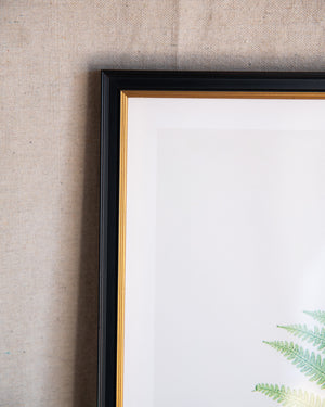 English Ferns -1028