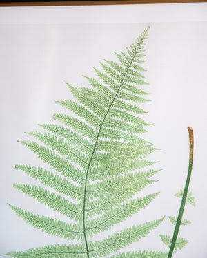 English Ferns -1028