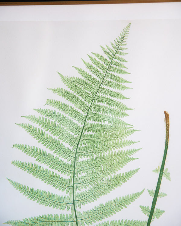 English Ferns -1028