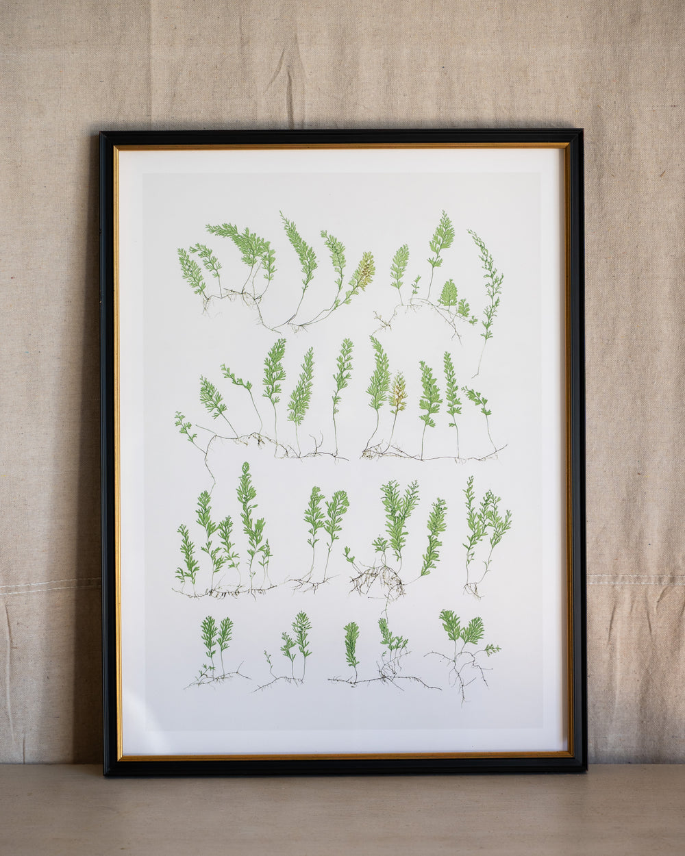 English Ferns -1049