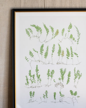 English Ferns -1049