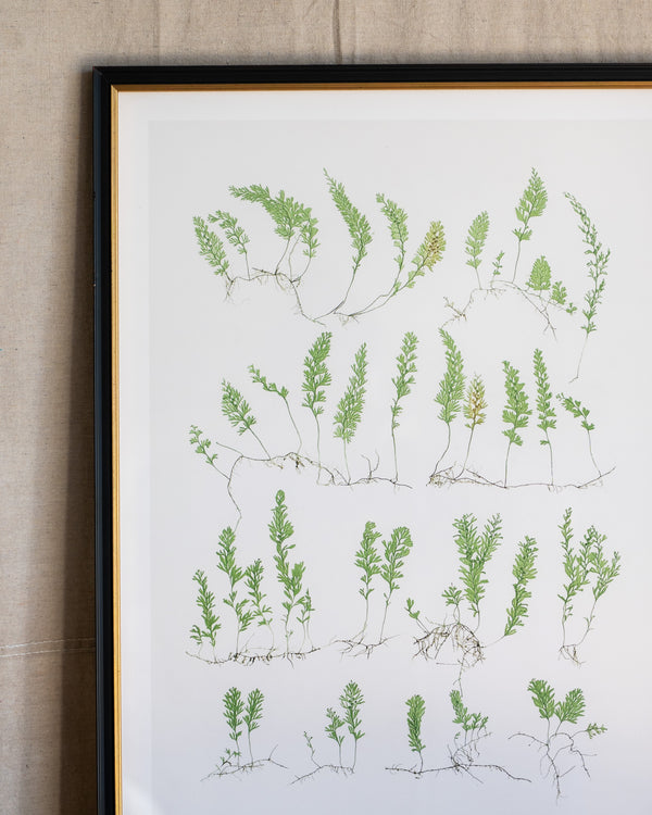 English Ferns -1049