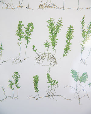 English Ferns -1049