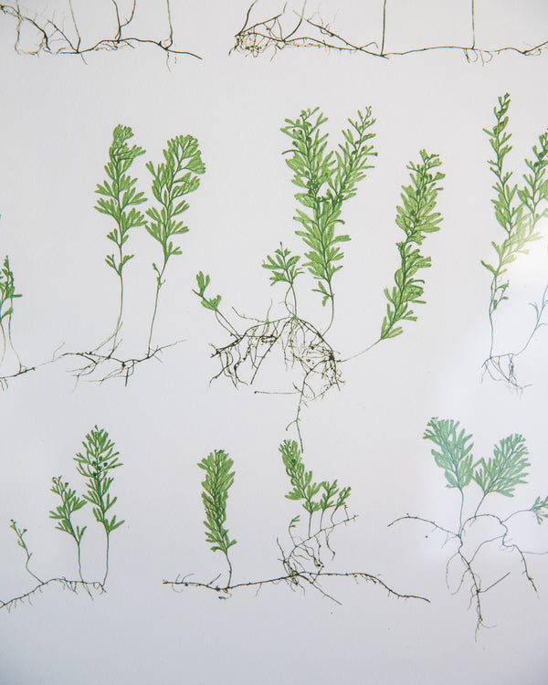 English Ferns -1049