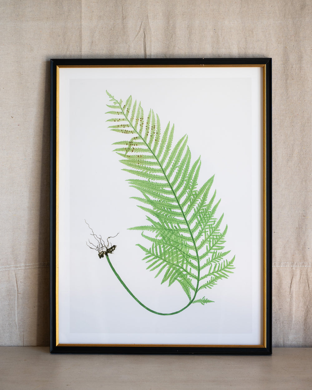 English Ferns -1053