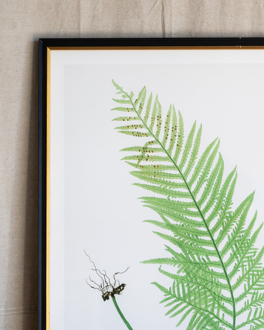 English Ferns -1053