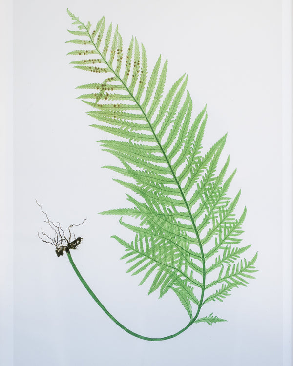 English Ferns -1053