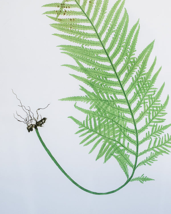 English Ferns -1053