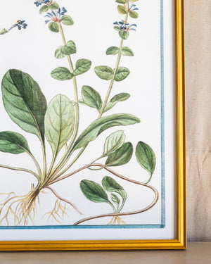 Italian Botanical -2949