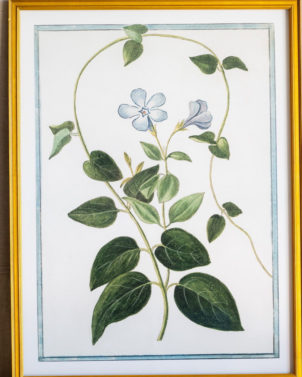 Italian Botanical -2985