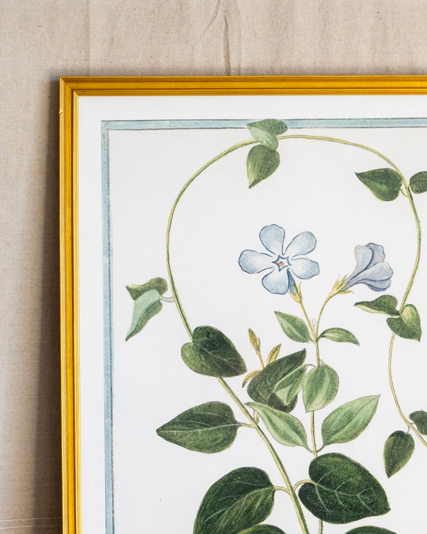 Italian Botanical -2985