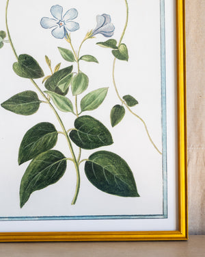 Italian Botanical -2985