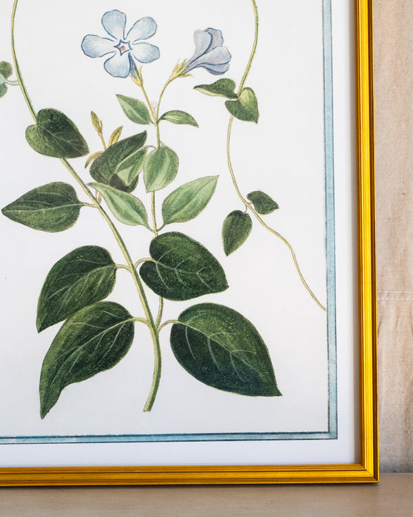 Italian Botanical -2985