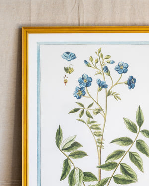 Italian Botanical -2989