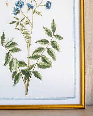 Italian Botanical -2989