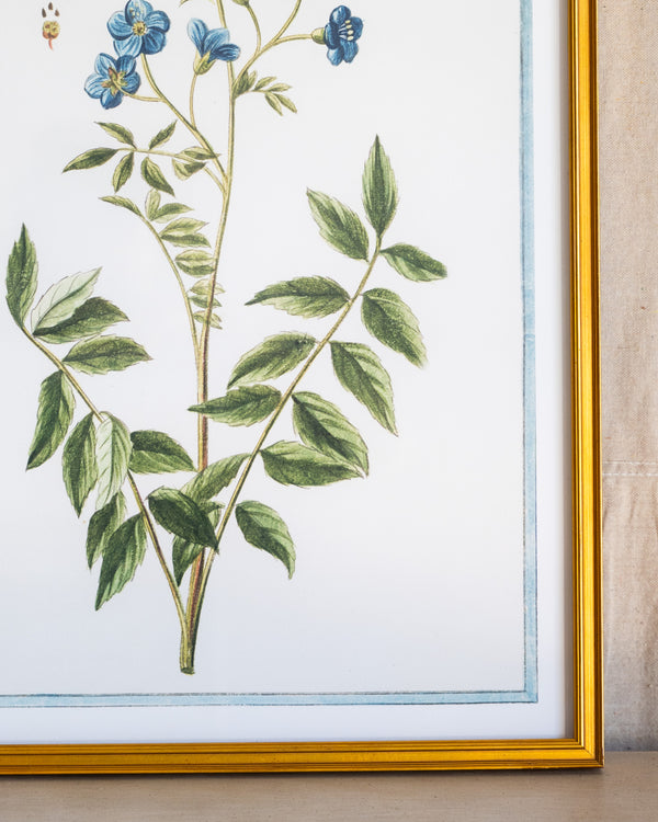 Italian Botanical -2989