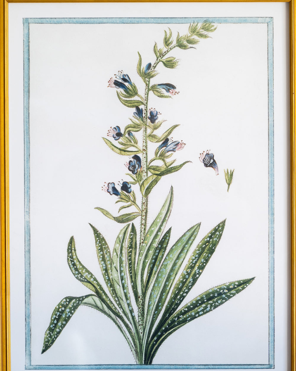 Italian Botanical -2993