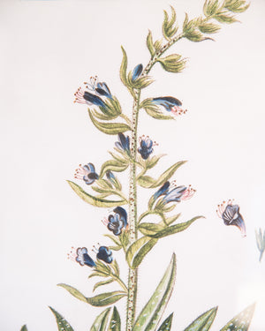 Italian Botanical -2993