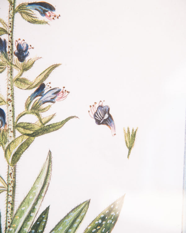 Italian Botanical -2993