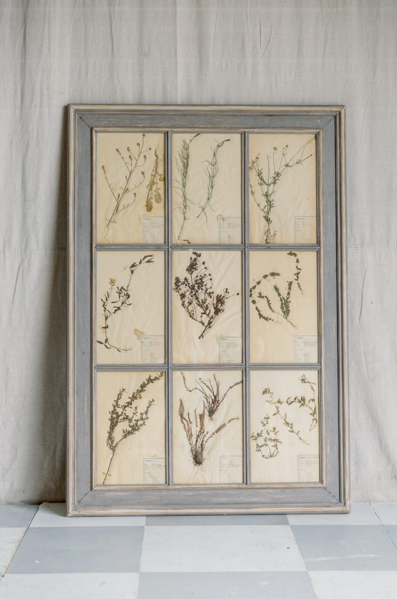 Antique 6 Frame Botanical