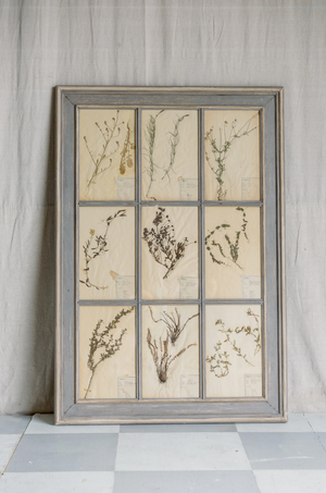Antique 6 Frame Botanical