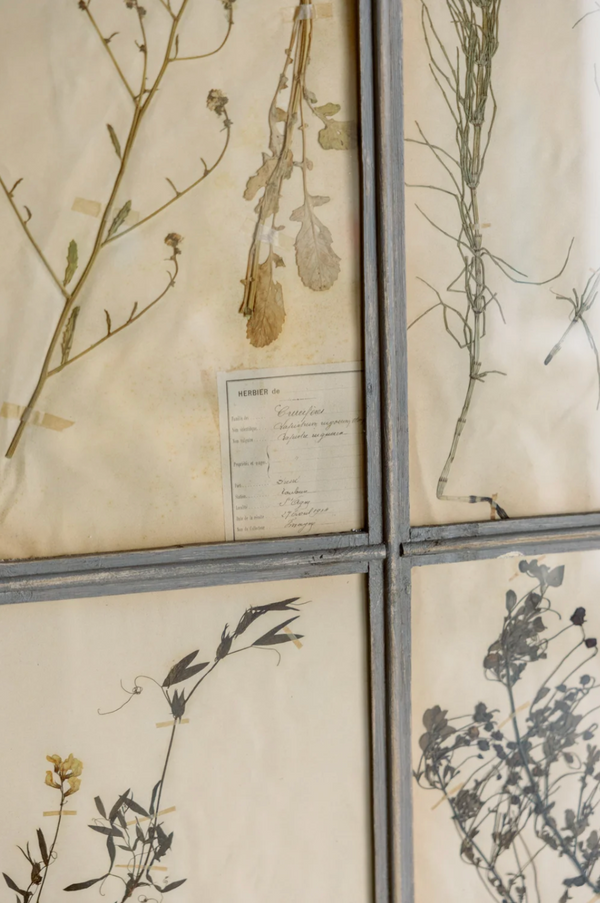 Antique 6 Frame Botanical