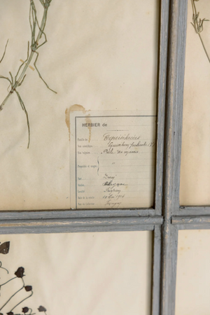 Antique 6 Frame Botanical