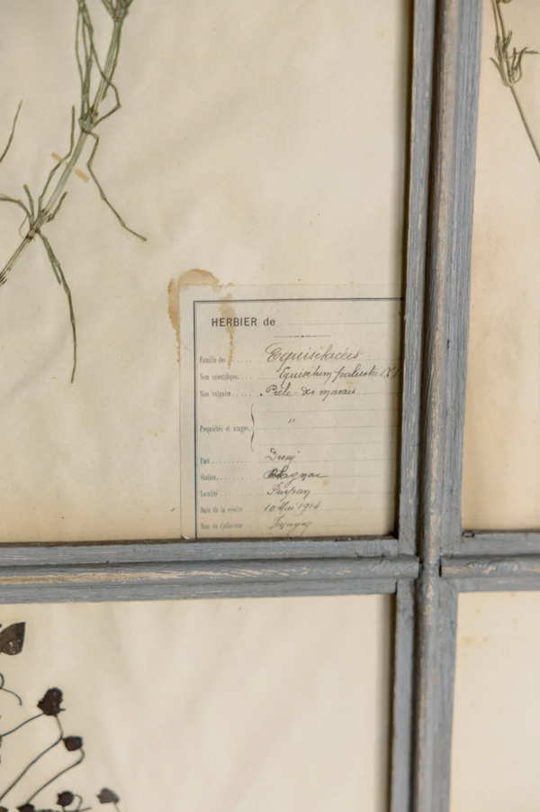 Antique 6 Frame Botanical