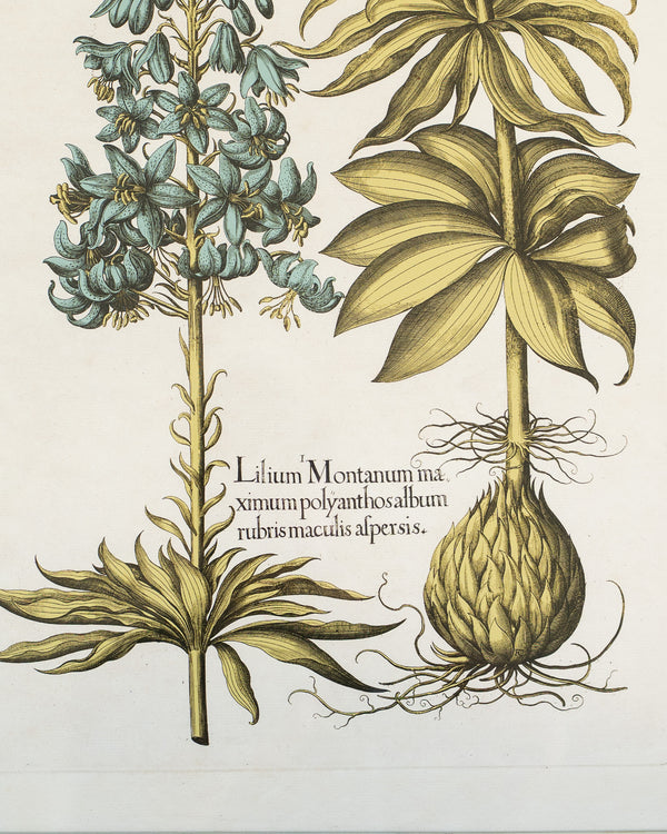 Framed Bessler Botanical 1