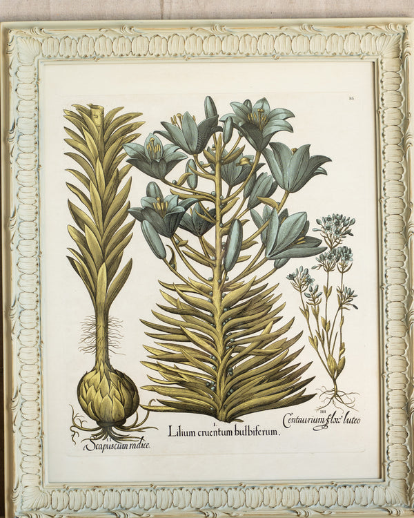 Framed Bessler Botanical 2
