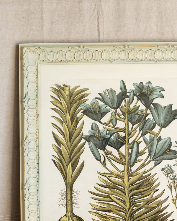 Framed Bessler Botanical 2