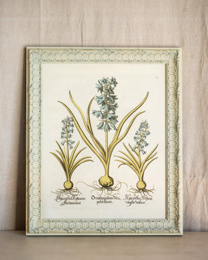 Framed Bessler Botanical 4