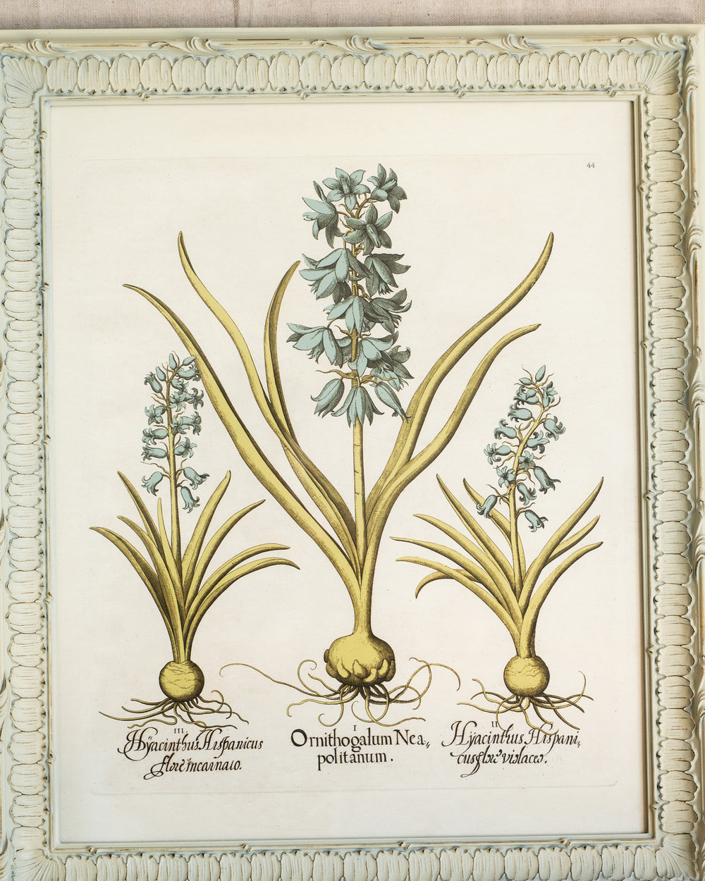 Framed Bessler Botanical 4