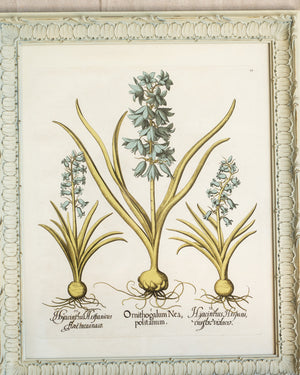 Framed Bessler Botanical 4