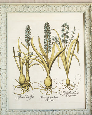 Framed Bessler Botanical 5