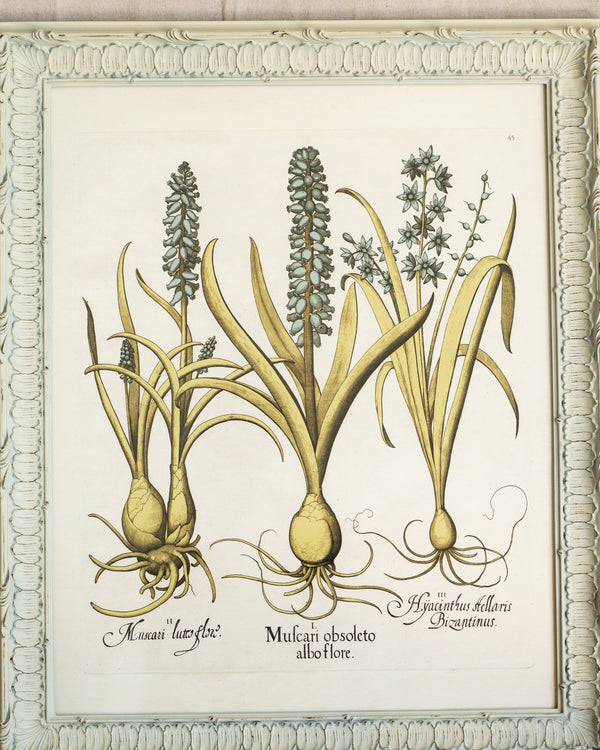 Framed Bessler Botanical 5