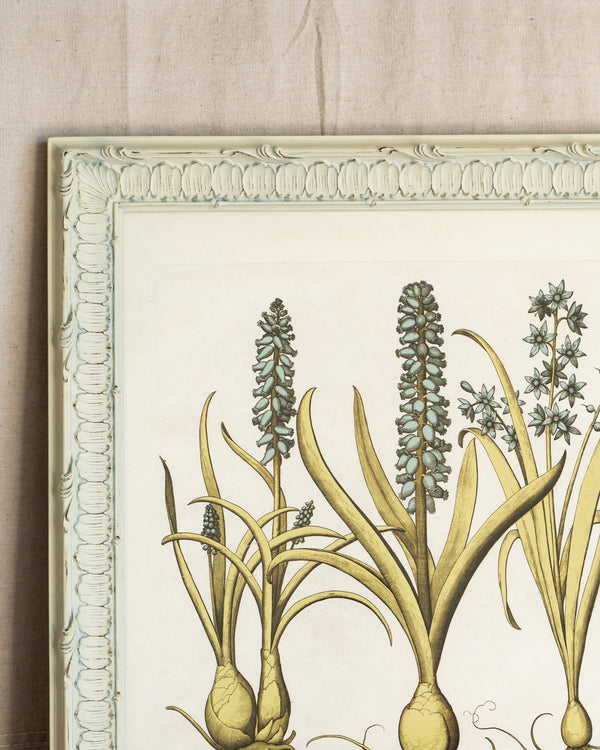 Framed Bessler Botanical 5