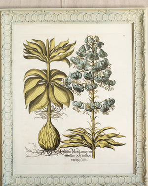 Framed Bessler Botanical 6
