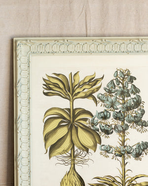 Framed Bessler Botanical 6