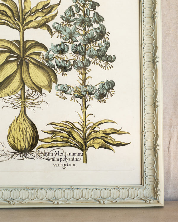 Framed Bessler Botanical 6