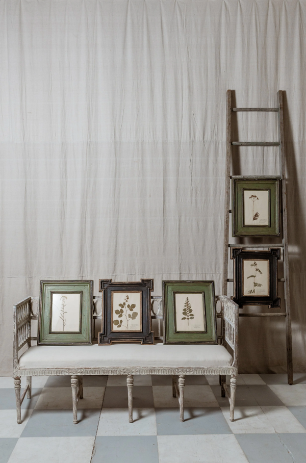 Antique Framed Botanical